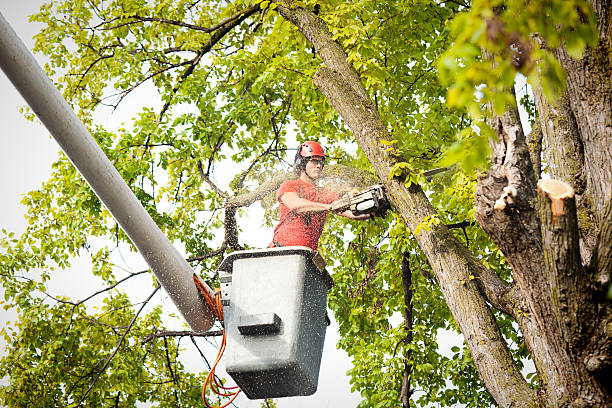 Trusted Yosemite Valley, CA Tree Removal Experts